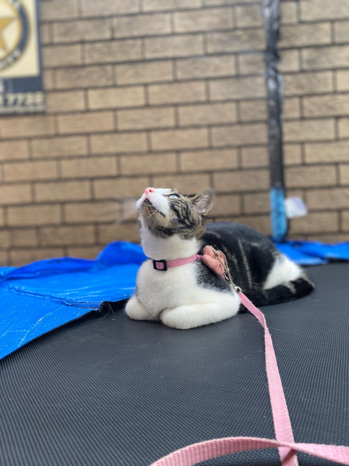 9 Lives Café cat 2